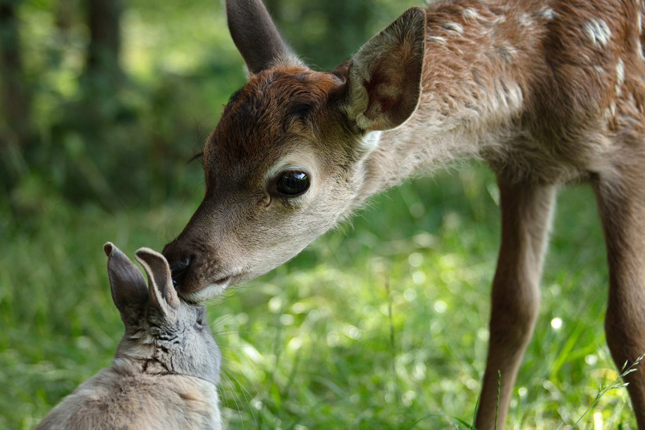 Bambi, una vida en el bosque